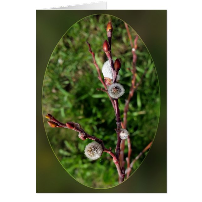 catkins springing (Voorkant)