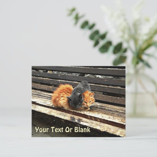 Catnap Cuties Briefkaart (Staand voorkant)