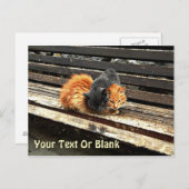 Catnap Cuties Briefkaart (Voorkant / Achterkant)