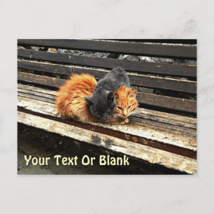 Catnap Cuties Briefkaart