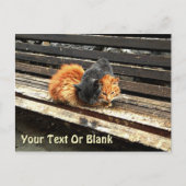 Catnap Cuties Briefkaart (Voorkant)