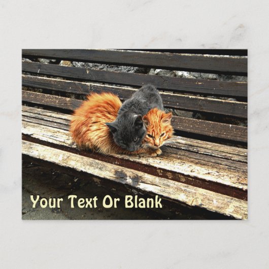 Catnap Cuties Briefkaart (Voorkant)