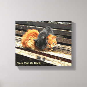 Catnap Cuties Canvas Afdruk