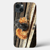 Catnap Cuties Case-Mate iPhone Case (Achterkant)