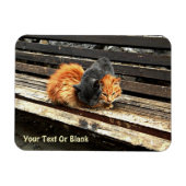 Catnap Cuties Magneet (Horizontaal)