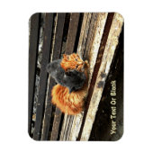 Catnap Cuties Magneet (Verticaal)