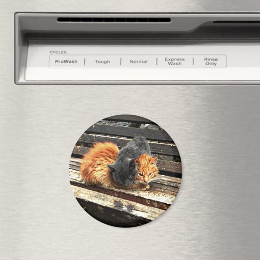 Catnap Cuties Magneet (Insitu (Vaatwasser))