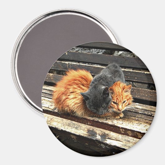 Catnap Cuties Magneet (Voorkant / Achterkant)