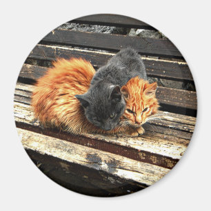 Catnap Cuties Magneet