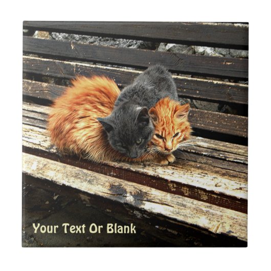 Catnap Cuties Tegeltje (Voorkant)