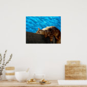 Catnap Gevist Poster (Keuken)