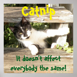 "Catnip", cats, funny, humor, cute, gift  Poster