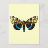 Catocala fraxini briefkaart (Voorkant)