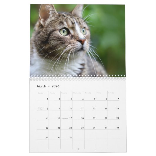 Cats 2026 Calendar Kalender (Mar 2026)