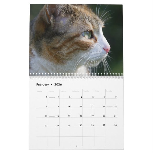 Cats 2026 Calendar Kalender (Feb 2026)