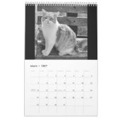 Cats and kitten kalender (Mar 2027)