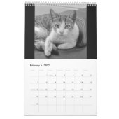Cats and kitten kalender (Feb 2027)