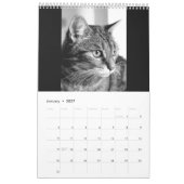Cats and kitten kalender (Jan 2027)