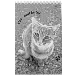 Cats and kitten kalender
