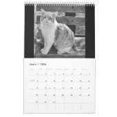 Cats and kitten kalender (Mar 2026)