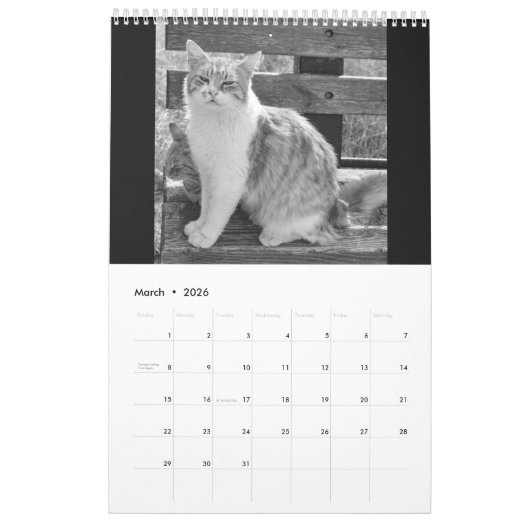 Cats and kitten kalender (Mar 2026)