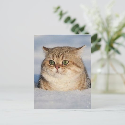 cats_and_snow7 briefkaart (Staand voorkant)
