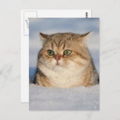 cats_and_snow7 briefkaart (Voorkant / Achterkant)