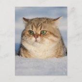 cats_and_snow7 briefkaart (Voorkant)