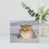 cats_and_snow7 briefkaart (Staand voorkant)
