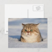 cats_and_snow7 briefkaart (Voorkant / Achterkant)