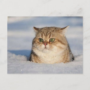 cats_and_snow7 briefkaart