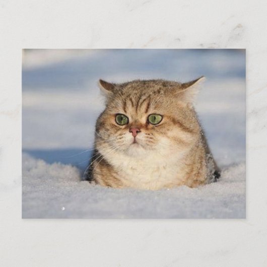 cats_and_snow7 briefkaart (Voorkant)