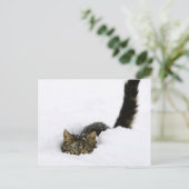 cats_and_snow_ (4) briefkaart (Staand voorkant)