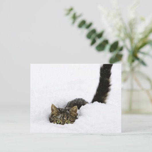 cats_and_snow_ (4) briefkaart (Staand voorkant)