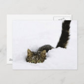 cats_and_snow_ (4) briefkaart (Voorkant / Achterkant)