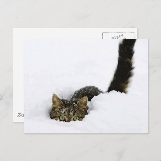 cats_and_snow_ (4) briefkaart (Voorkant / Achterkant)