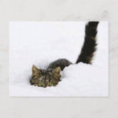 cats_and_snow_ (4) briefkaart (Voorkant)