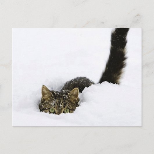 cats_and_snow_ (4) briefkaart (Voorkant)