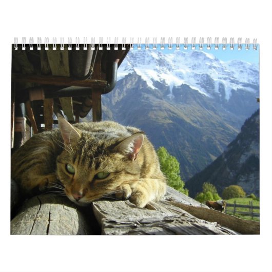 Cats Calendar Kalender (Hoes)