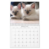Cats Calendar Kalender (Mar 2027)