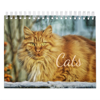 Cats Calendar Kalender