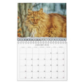 Cats Calendar Kalender (Jan 2026)