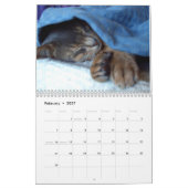 Cats Calendar Kalender (Feb 2027)