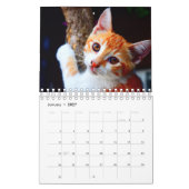 Cats Calendar Kalender (Jan 2027)