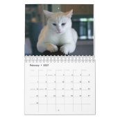 Cats Calendar Kalender (Feb 2027)