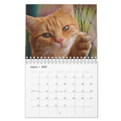 Cats Calendar Kalender (Mar 2027)