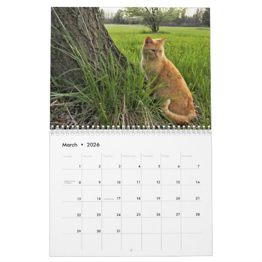 Cats Calendar Kalender (Mar 2026)