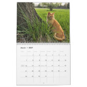 Cats Calendar Kalender (Mar 2027)