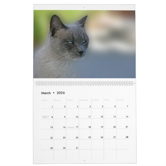 Cats Calendar Kalender (Mar 2026)