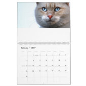 Cats Calendar Kalender (Feb 2027)